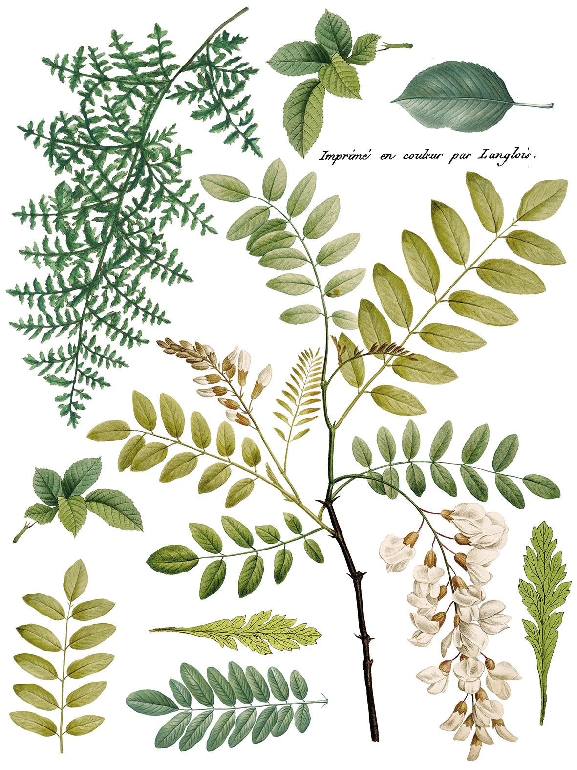 FRONDS BOTANICAL IOD TRANSFER PAD - FOUR 12X16" SHEETS