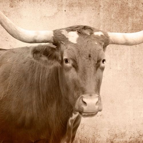 Mint by Michelle - TEXAS LONGHORN, A1 - 594mm x 841mm / 23.4" x 33.1"