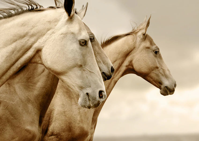 Mint by Michelle - SEPIA HORSES, A1 - 594mm x 841mm / 23.4" x 33.1"