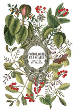 Load image into Gallery viewer, CLEMENTINE IOD TRANSFER PAD - EIGHT 8x12" SHEETS
