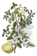 Load image into Gallery viewer, CLEMENTINE IOD TRANSFER PAD - EIGHT 8x12" SHEETS
