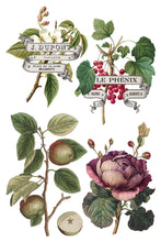 Load image into Gallery viewer, CLEMENTINE IOD TRANSFER PAD - EIGHT 8x12" SHEETS
