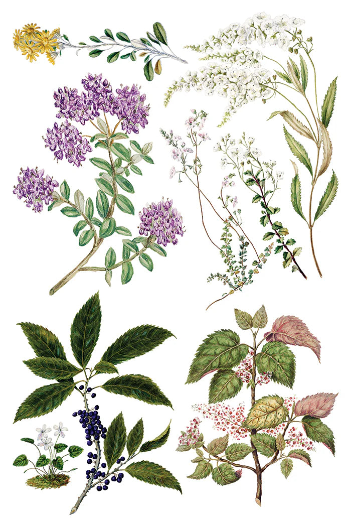 SARAH FEATON'S BOTANICALS IOD TRANSFER PAD - EIGHT 8x12" SHEETS