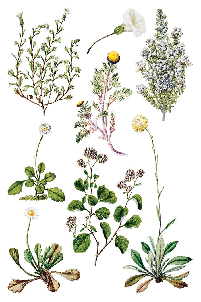 SARAH FEATON'S BOTANICALS IOD TRANSFER PAD - EIGHT 8x12" SHEETS