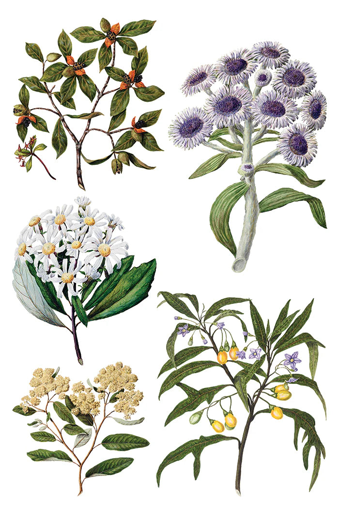 SARAH FEATON'S BOTANICALS IOD TRANSFER PAD - EIGHT 8x12" SHEETS