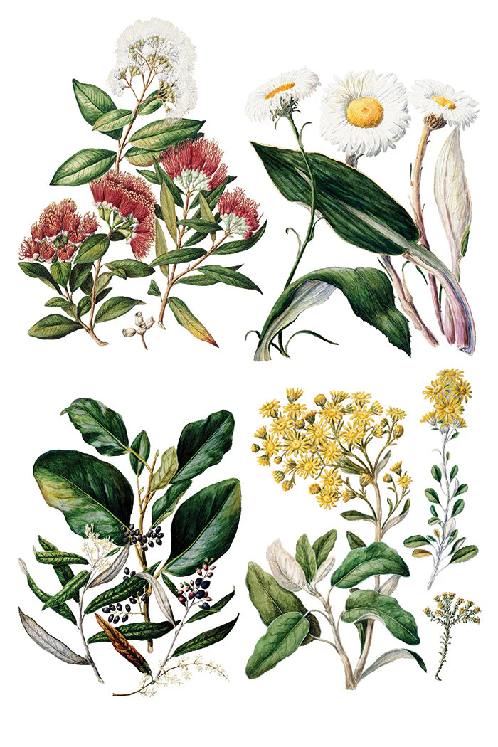 SARAH FEATON'S BOTANICALS IOD TRANSFER PAD - EIGHT 8x12" SHEETS