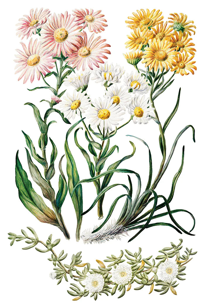 SARAH FEATON'S BOTANICALS IOD TRANSFER PAD - EIGHT 8x12" SHEETS