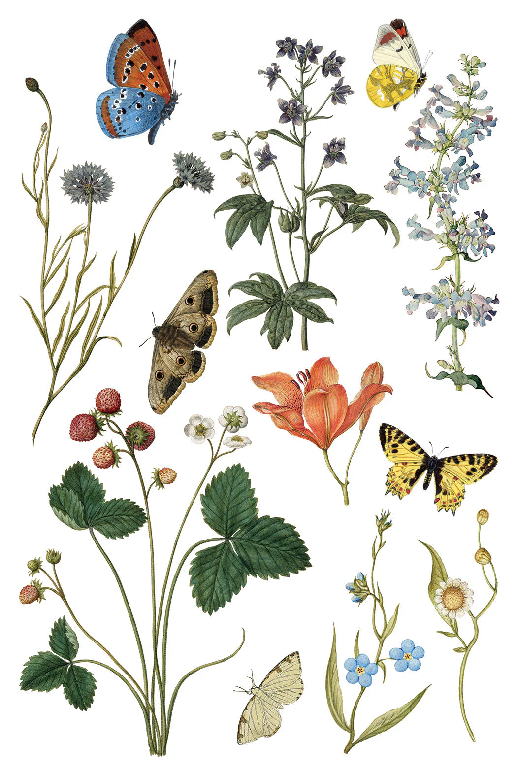 WILDE BLOEMEN IOD TRANSFER PAD - EIGHT 8x12" SHEETS
