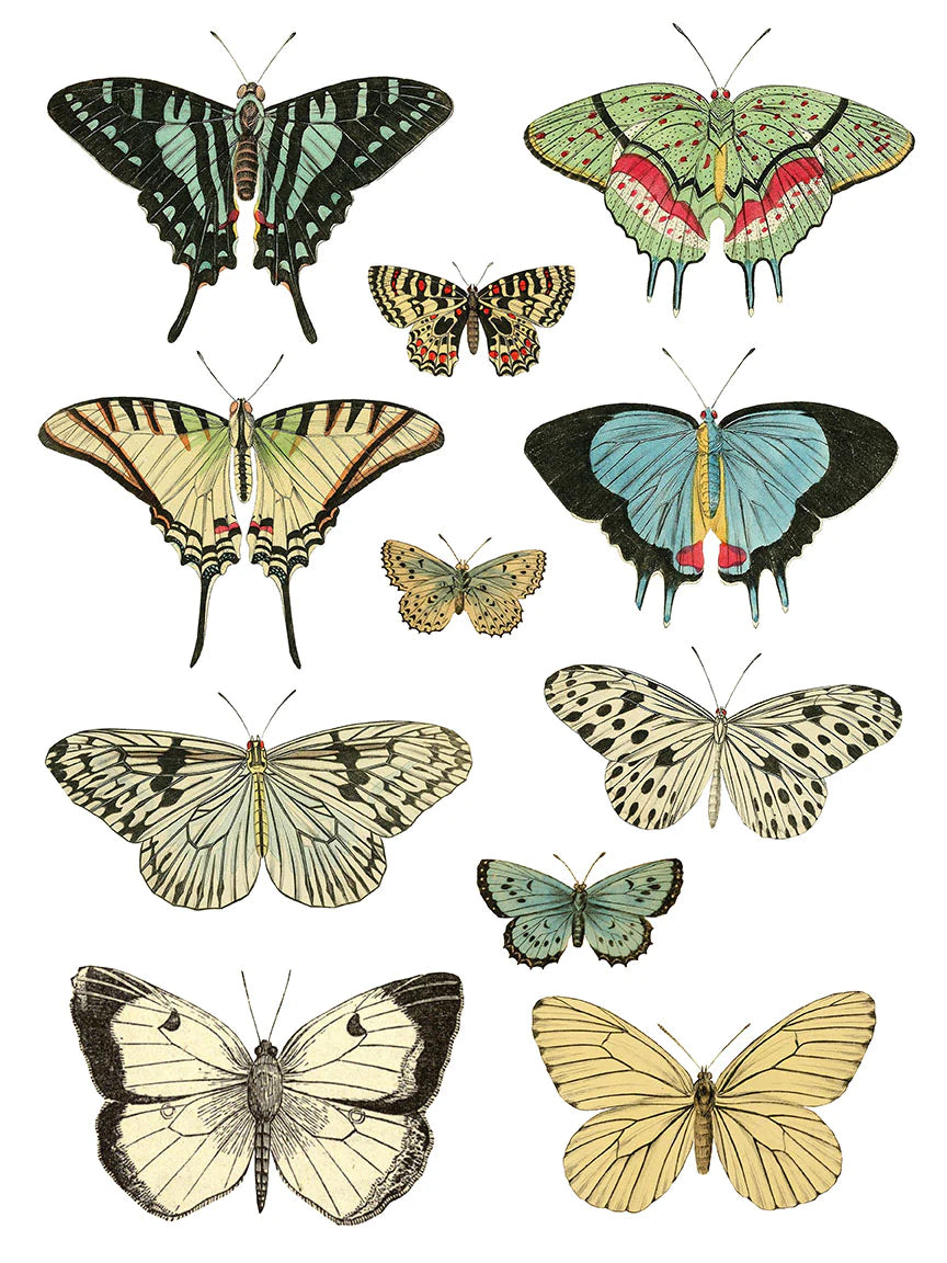ENTOMOLOGY ETCETERA IOD TRANSFER PAD - FOUR 12X16" SHEETS