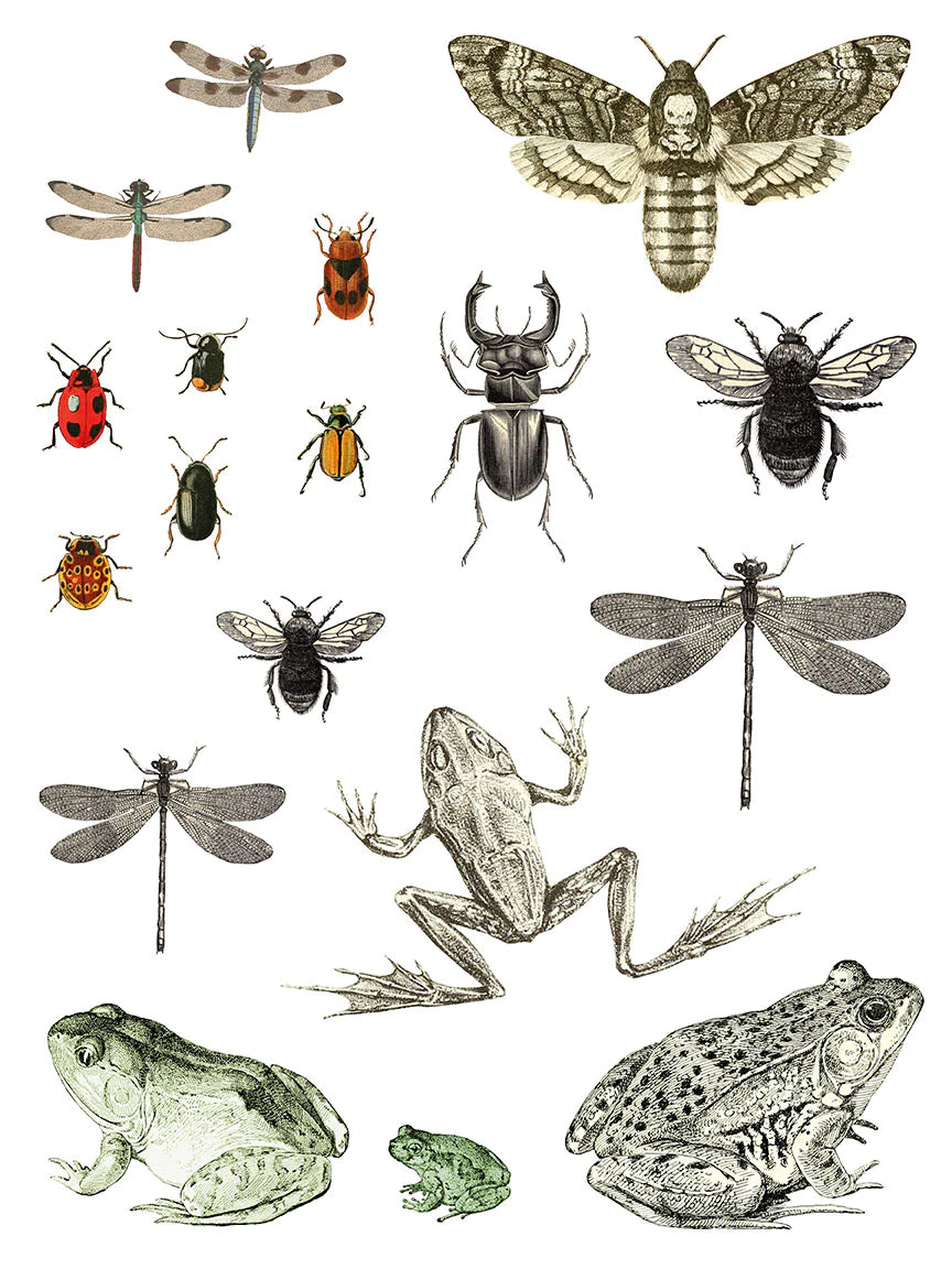 ENTOMOLOGY ETCETERA IOD TRANSFER PAD - FOUR 12X16" SHEETS