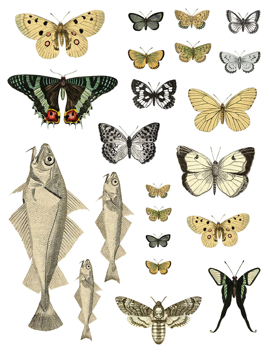 ENTOMOLOGY ETCETERA IOD TRANSFER PAD - FOUR 12X16" SHEETS