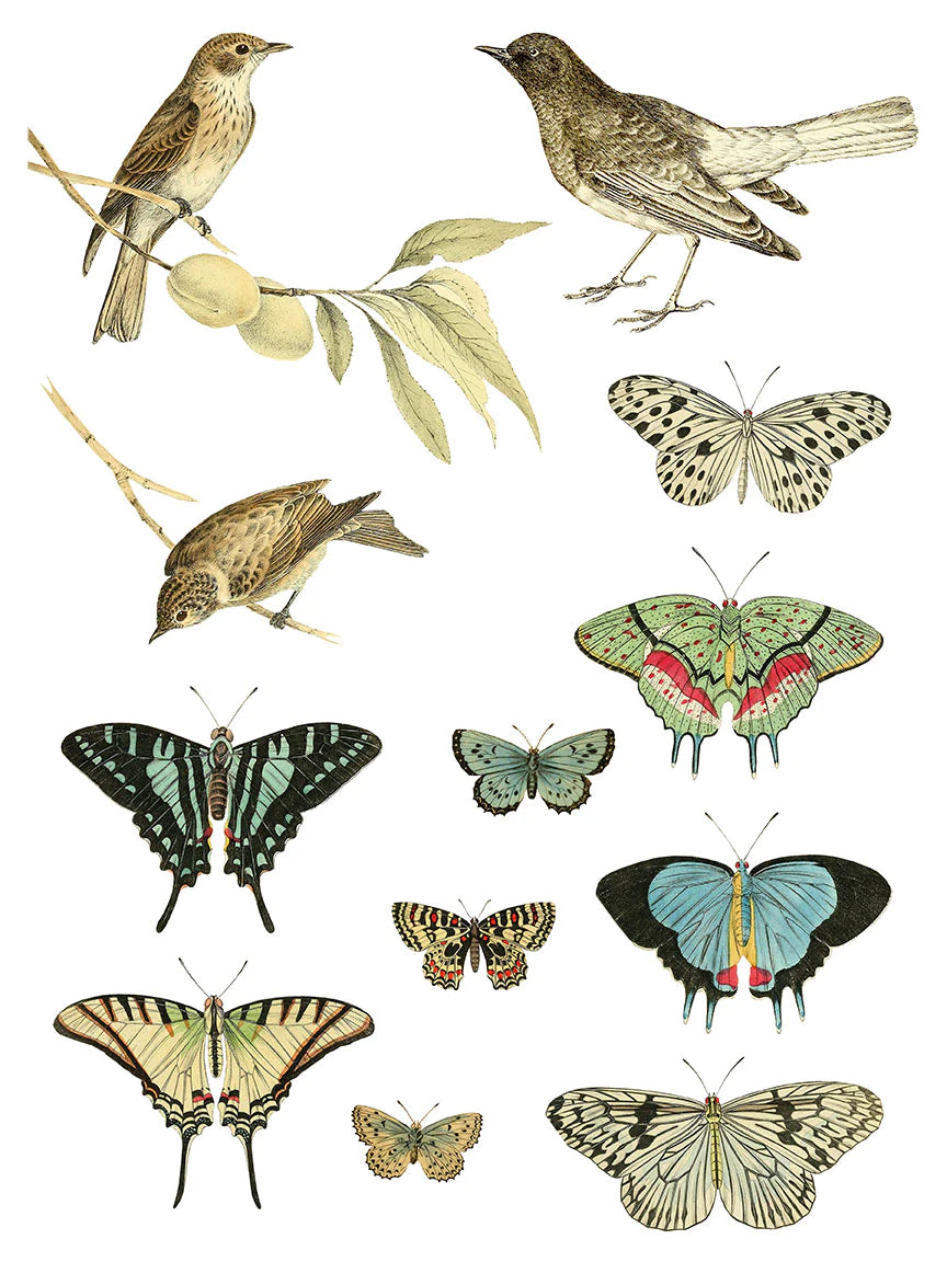 ENTOMOLOGY ETCETERA IOD TRANSFER PAD - FOUR 12X16" SHEETS
