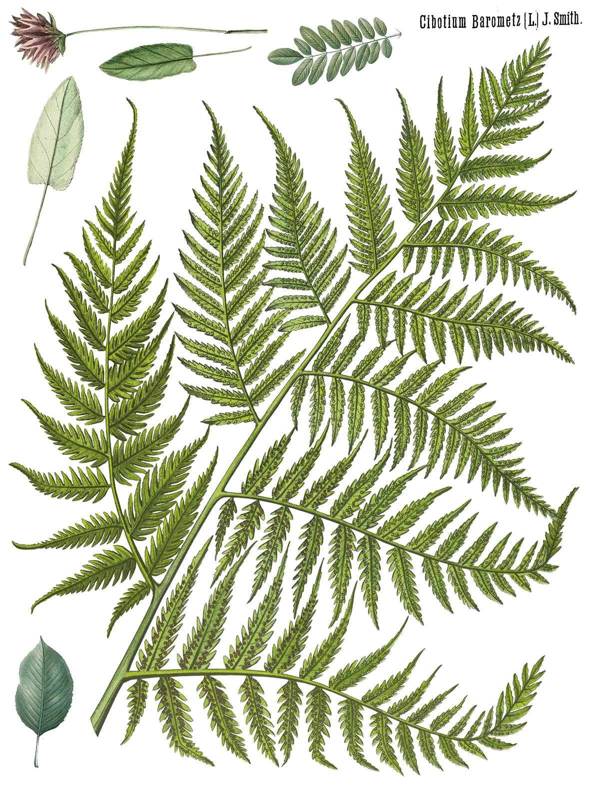 FRONDS BOTANICAL IOD TRANSFER PAD - FOUR 12X16" SHEETS