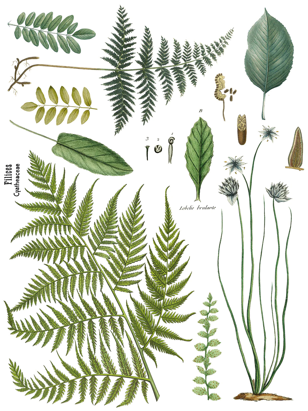 FRONDS BOTANICAL IOD TRANSFER PAD - FOUR 12X16" SHEETS