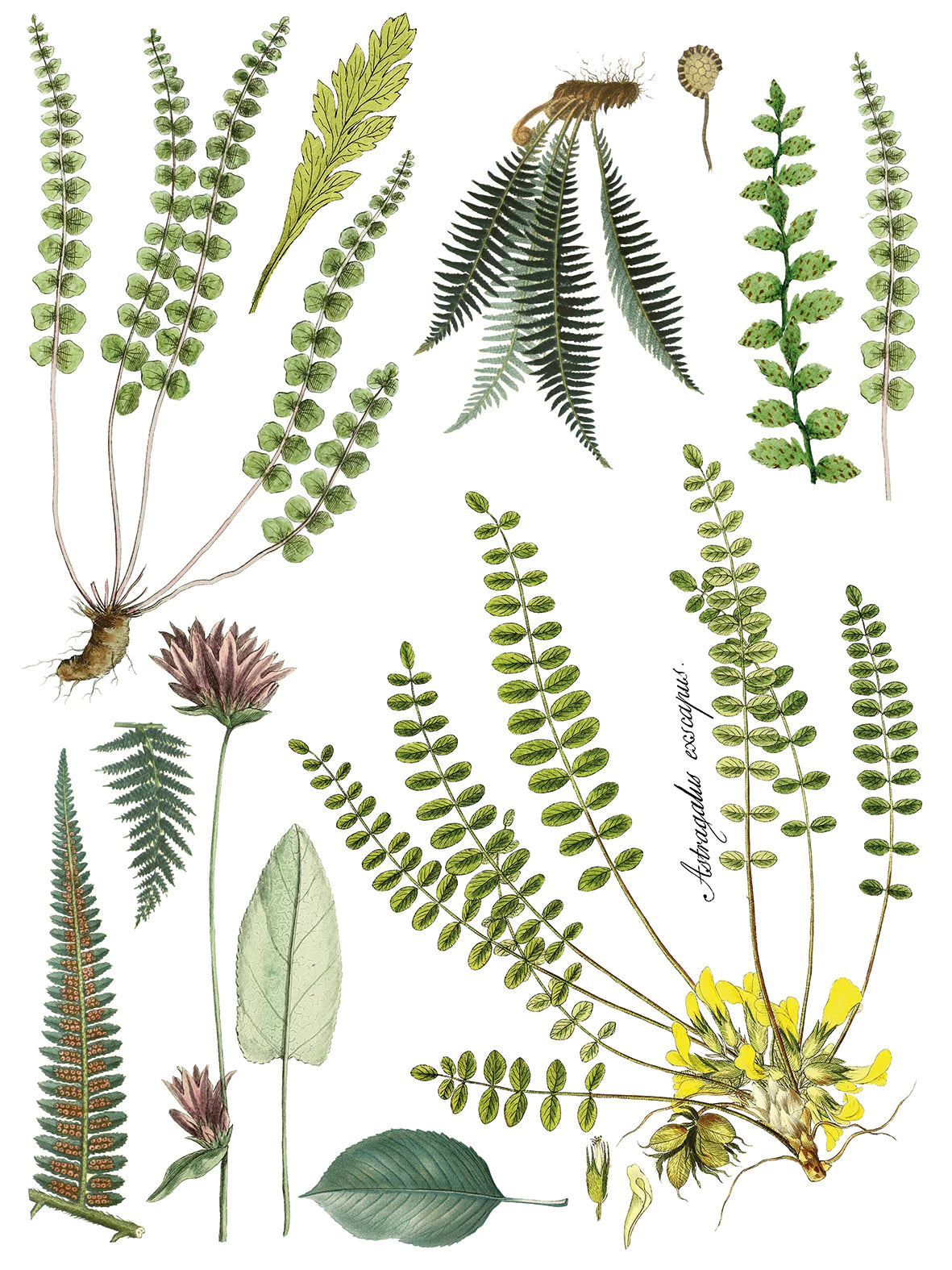 FRONDS BOTANICAL IOD TRANSFER PAD - FOUR 12X16" SHEETS