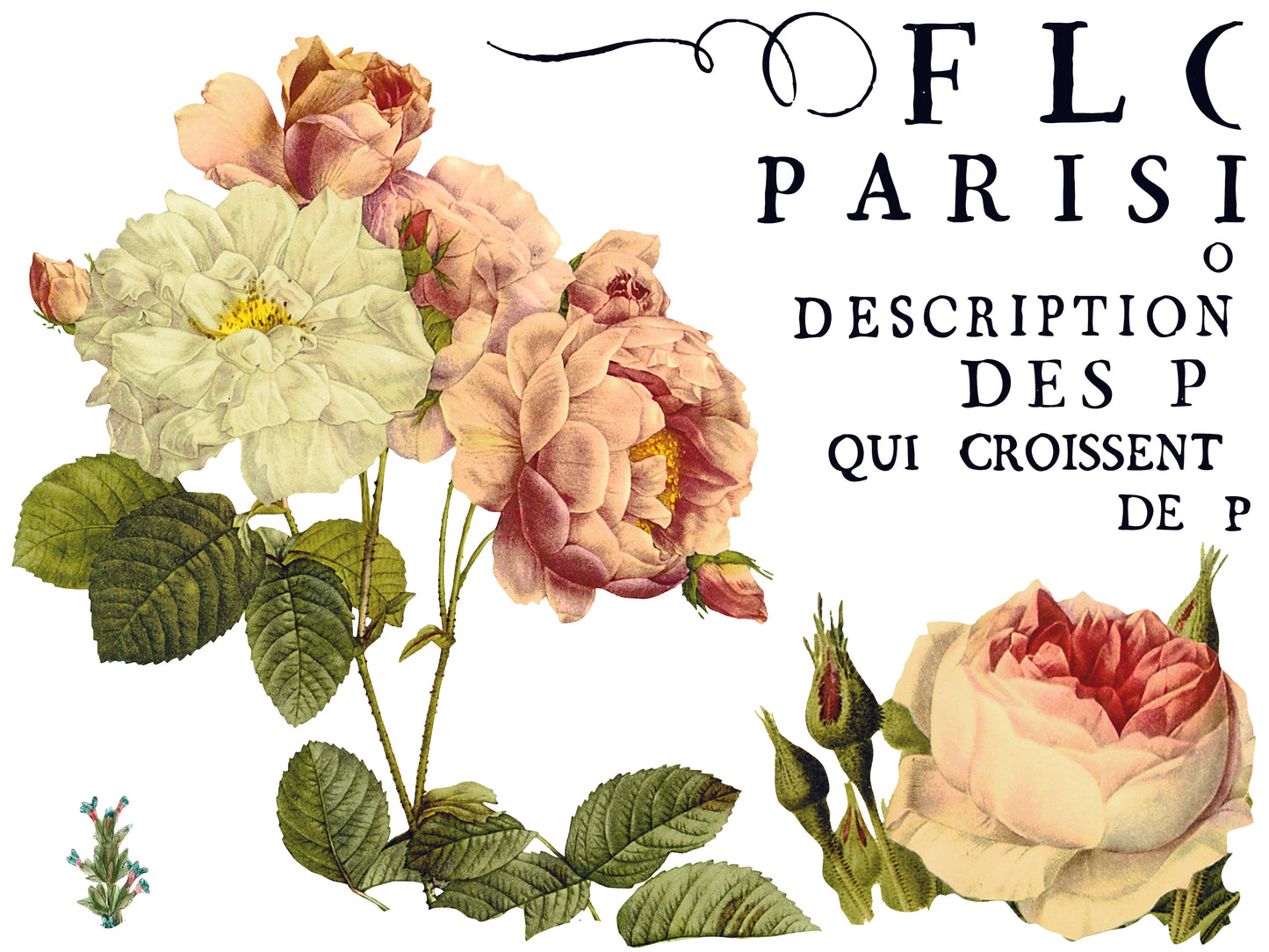FLORA PARISIENSIS IOD TRANSFER PAD - FOUR 12X16" SHEETS