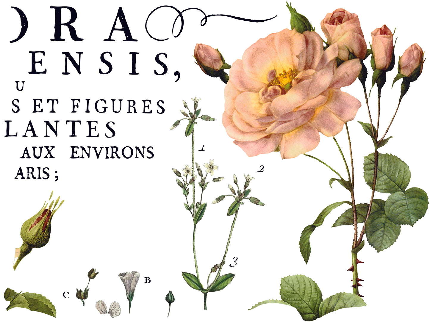 FLORA PARISIENSIS IOD TRANSFER PAD - FOUR 12X16" SHEETS